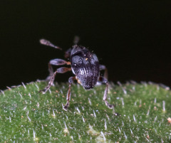 Nanophyinae