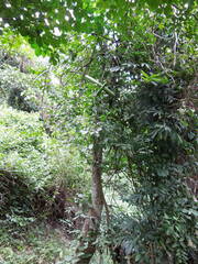 Strophanthus sarmentosus