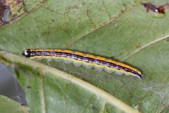 Epipaschia superatalis