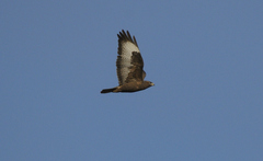 Buteo buteo buteo