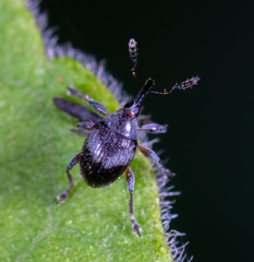Nanophyinae
