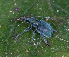 Rhynchitinae