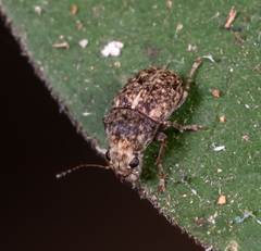 Araecerus