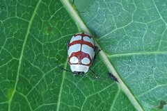 Alagoasa decemguttata