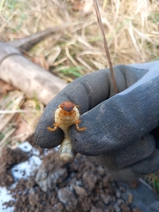 Melolontha melolontha