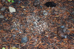 Mycena aciculata