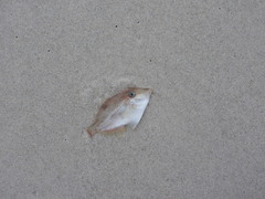 Arotrolepis filicauda