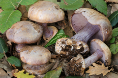Cortinarius violaceipes