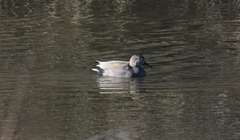 Mareca strepera strepera