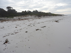 Arotrolepis filicauda