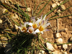 Romulea bulbocodium