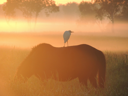 Horse