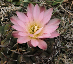 Gymnocalycium uruguayense