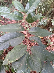 Ocotea leucoxylon