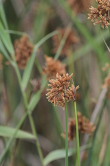 Schoenoplectus scirpoides