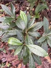 Parathesis crenulata