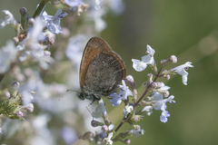Coenonympha glycerion