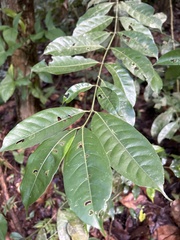 Faramea occidentalis