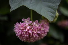 Dombeya × cayeuxii