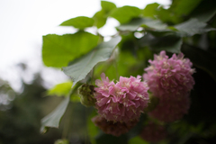 Dombeya × cayeuxii