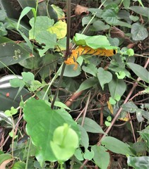 Clerodendrum splendens