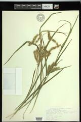 Carex schweinitzii