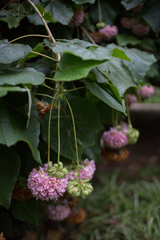 Dombeya × cayeuxii