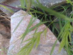 Bromus rubens