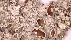 Punctelia graminicola