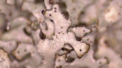 Punctelia graminicola