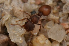 Meranoplus
