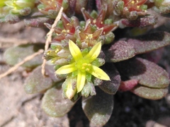 Sedum litoreum