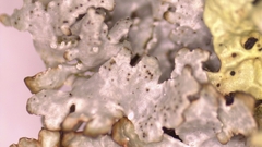 Punctelia graminicola