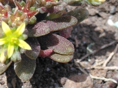 Sedum litoreum