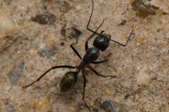 Camponotus fergusoni