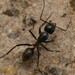 Camponotus pawseyi - Photo (c) gelkiu, some rights reserved (CC BY-NC), uploaded by gelkiu