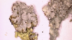 Punctelia graminicola