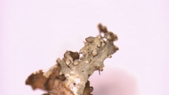 Punctelia graminicola