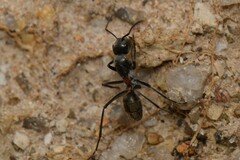 Camponotus fergusoni