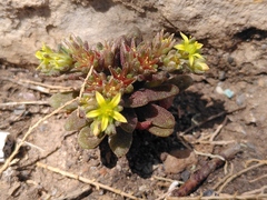 Sedum litoreum