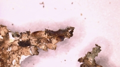 Punctelia graminicola