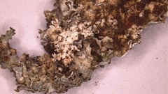 Punctelia graminicola