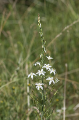 Ornithogalum pyramidale