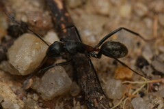 Camponotus fergusoni