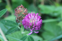 Trifolium pratense