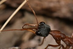 Myrmecia nigriceps