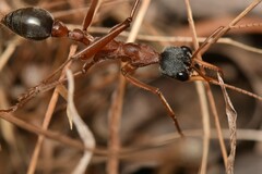 Myrmecia nigriceps