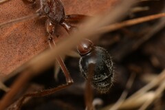 Myrmecia nigriceps