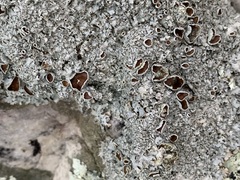 Punctelia graminicola