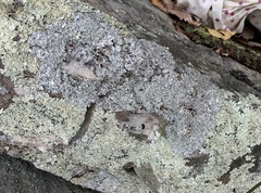 Punctelia graminicola